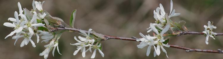 Amelanchier ovalis.