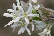 Amelanchier ovalis