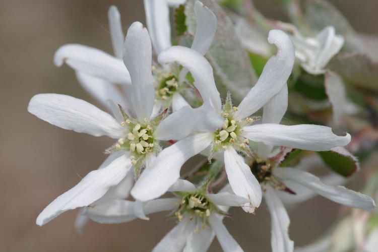 Amelanchier ovalis.