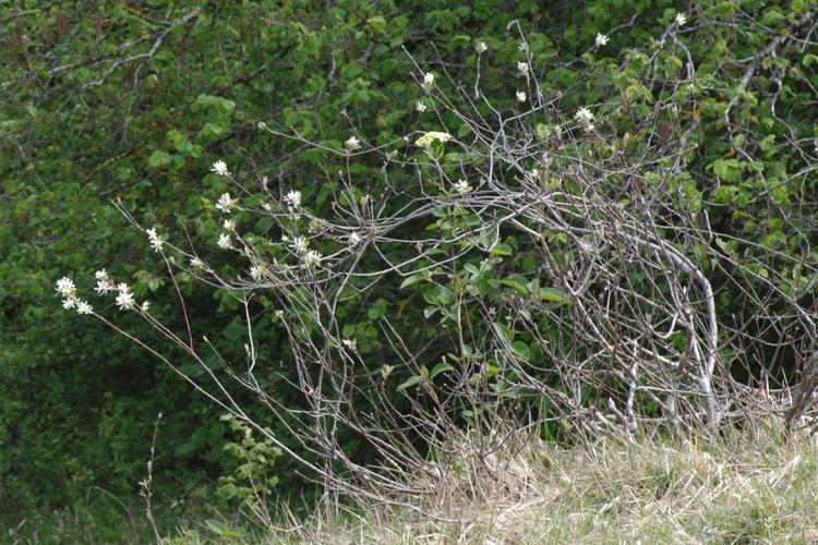 Amelanchier ovalis.