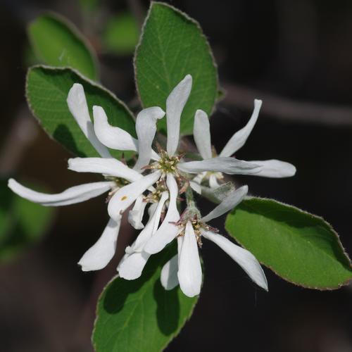 Amelanchier ovalis.