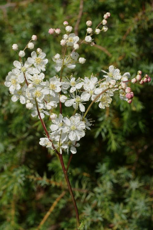 Filipendula vulgaris.