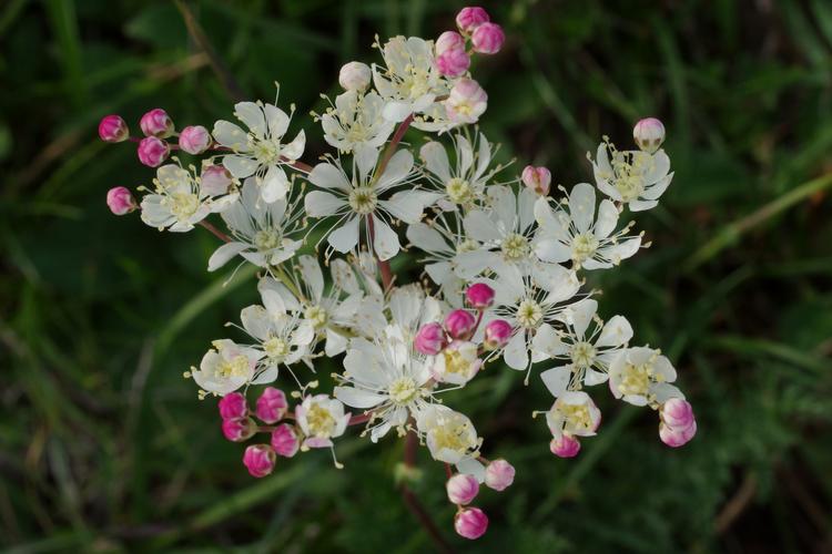 Filipendula vulgaris.