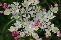 Filipendula vulgaris.