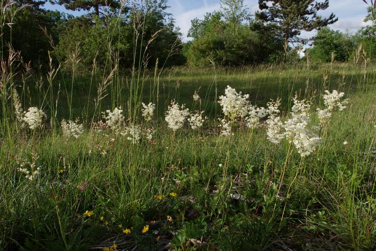 Filipendula vulgaris.