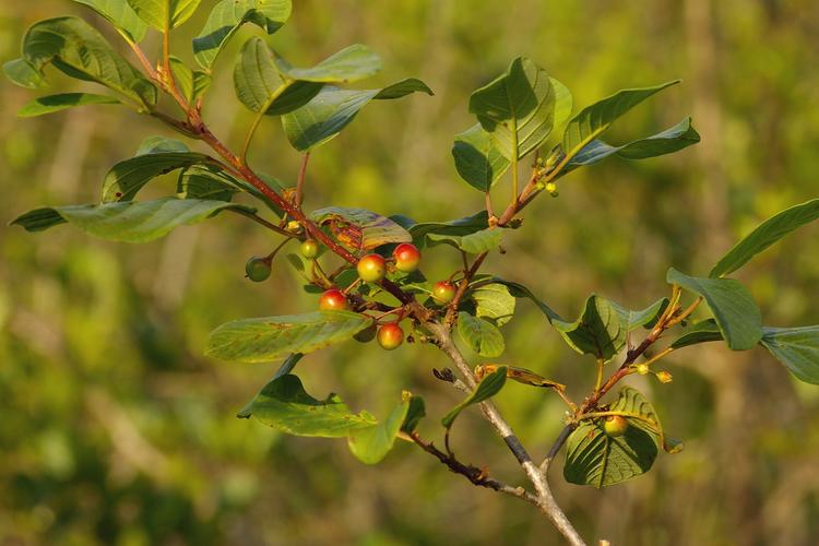 Frangula alnus.