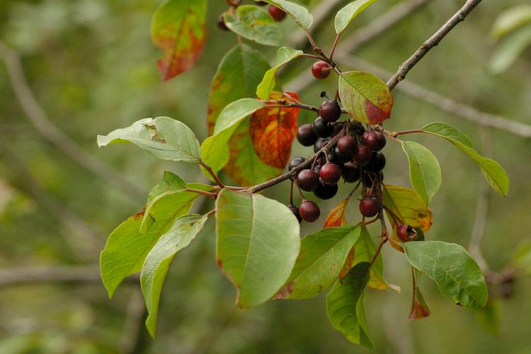 Frangula alnus.