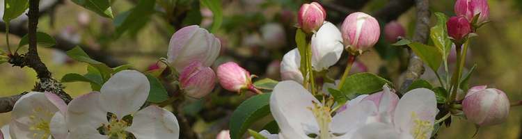 Malus sylvestris.