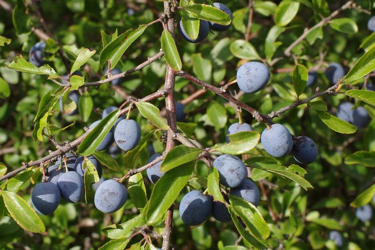 Prunus spinosa.