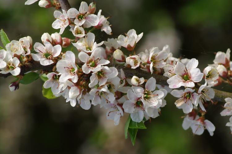 Prunus spinosa.