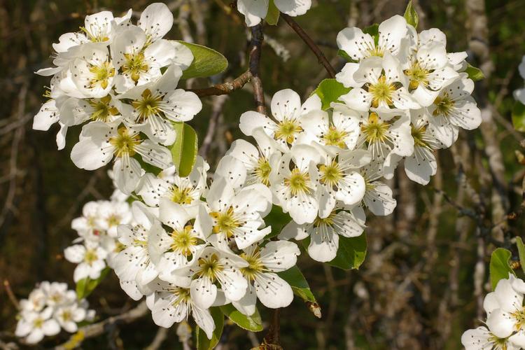 Pyrus pyraster.