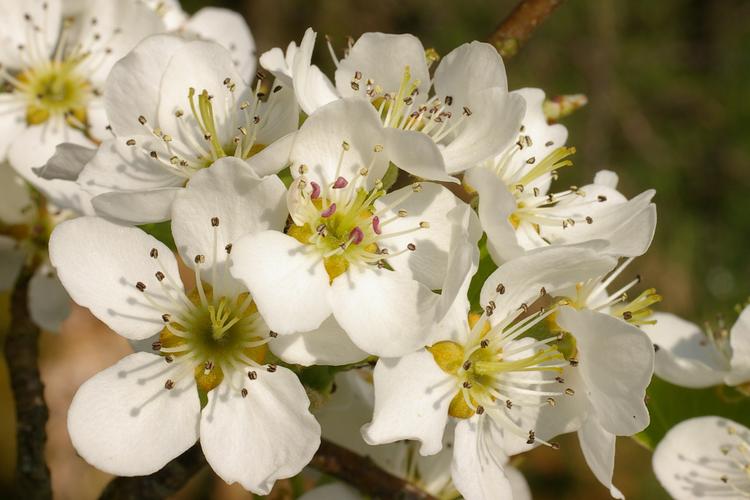 Pyrus pyraster.