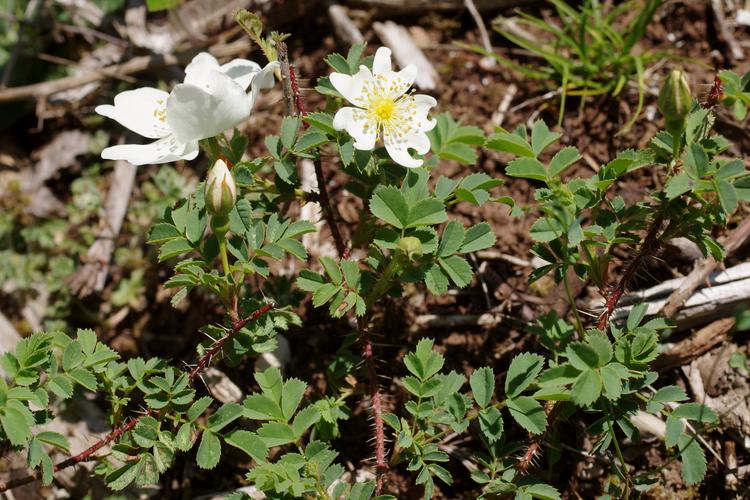 Rosa spinosissima.