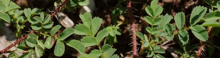 Rosa spinosissima.