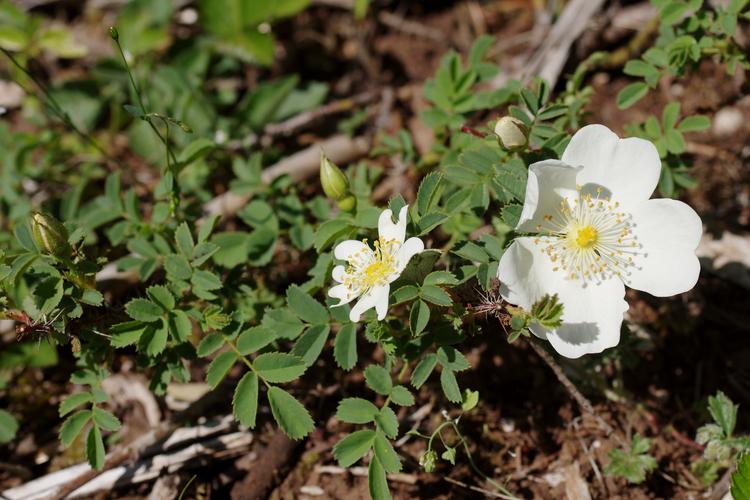 Rosa spinosissima.