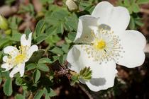 Rosa spinosissima.