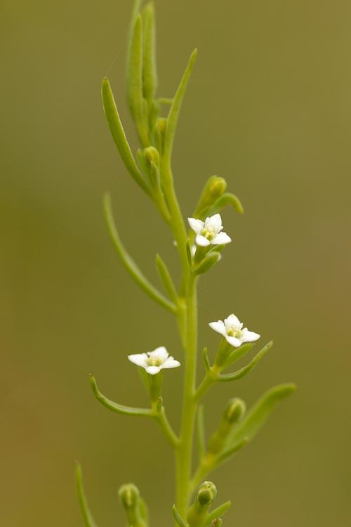 Thesium alpinum.