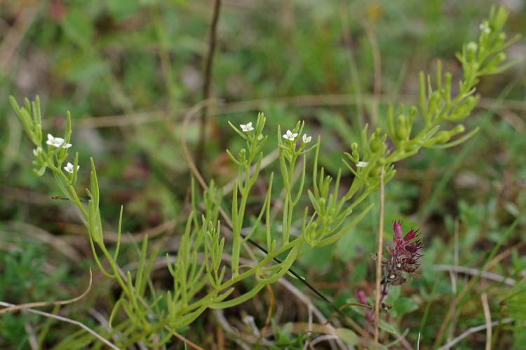 Thesium alpinum.