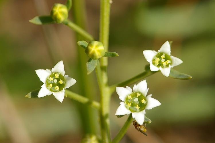 Thesium humifusum.