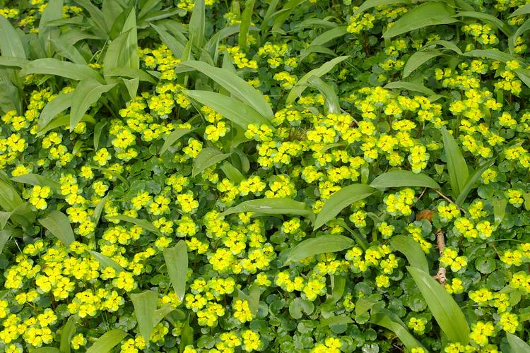 Chrysosplenium alternifolium.