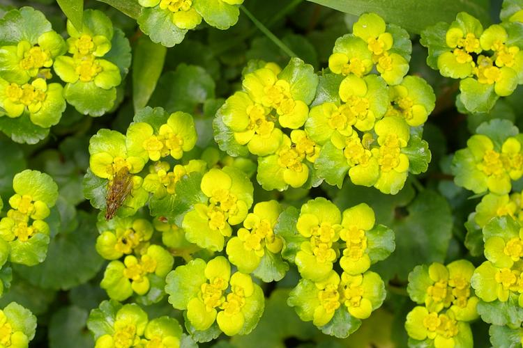 Chrysosplenium alternifolium.