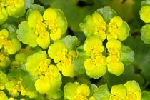 Chrysosplenium alternifolium.