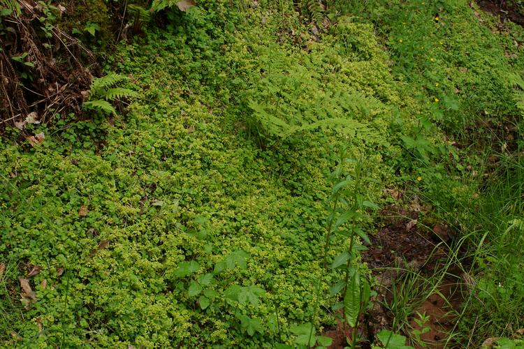 Chrysosplenium oppositifolium.