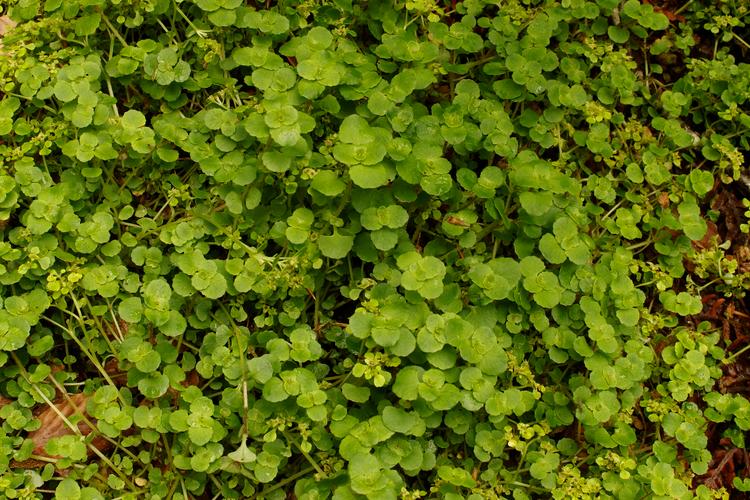 Chrysosplenium oppositifolium.