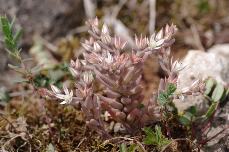 Sedum rubens.