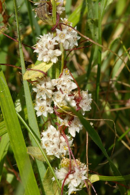 Cuscuta epithymum.