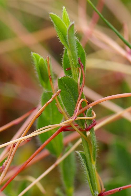 Cuscuta epithymum.