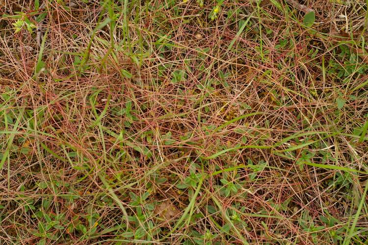 Cuscuta epithymum.