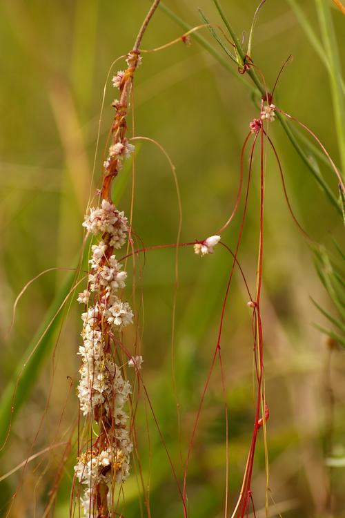 Cuscuta epithymum.