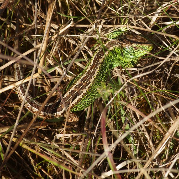 Lacerta agilis.