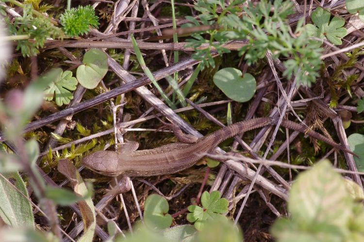 Lacerta agilis.