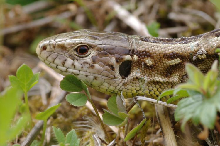 Lacerta agilis.