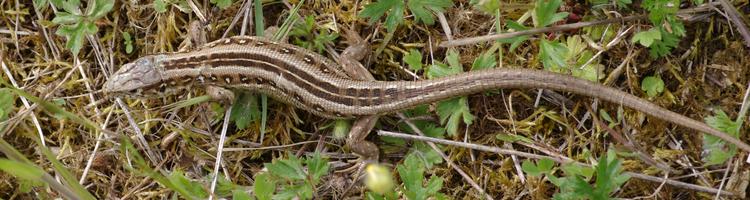 Lacerta agilis.