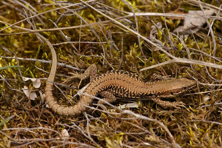 Podarcis muralis.