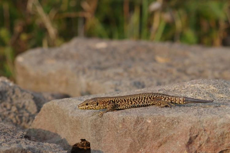 Podarcis muralis.