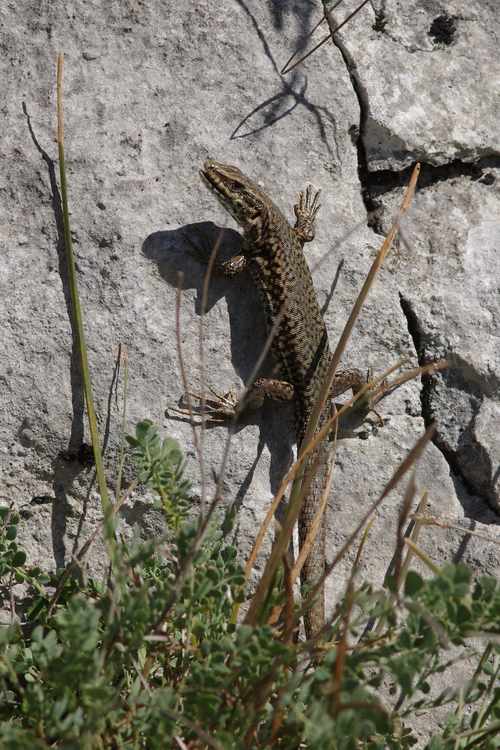 Podarcis muralis.