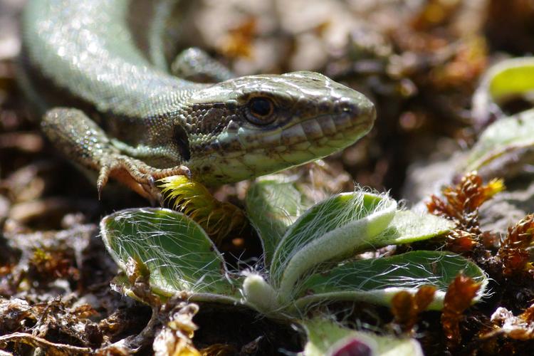 Podarcis muralis.