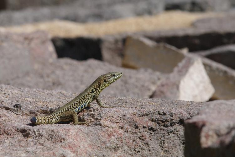 Podarcis muralis.