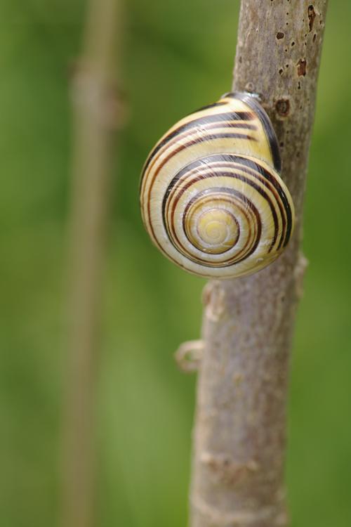 Cepaea nemoralis.