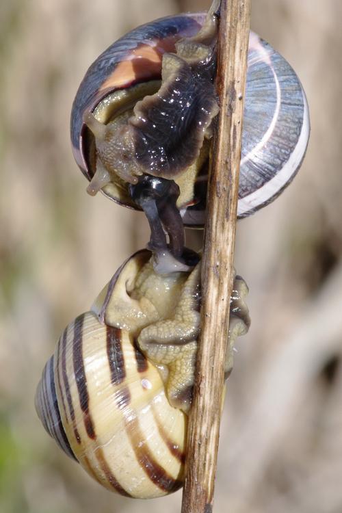 Cepaea nemoralis.