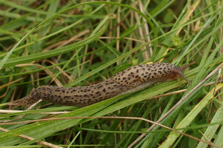 Limax maximus.