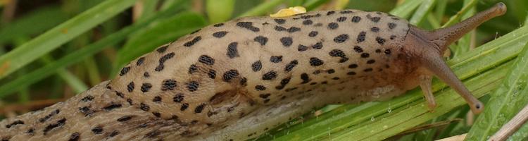 Limax maximus.