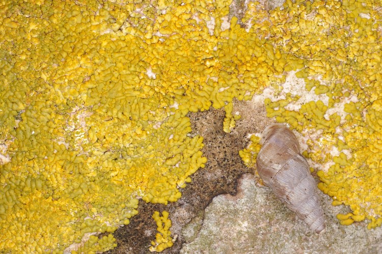 Caloplaca flavescens.