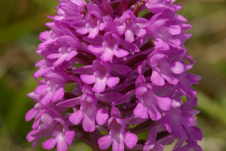 Anacamptis pyramidalis.