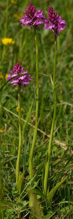 Anacamptis pyramidalis.