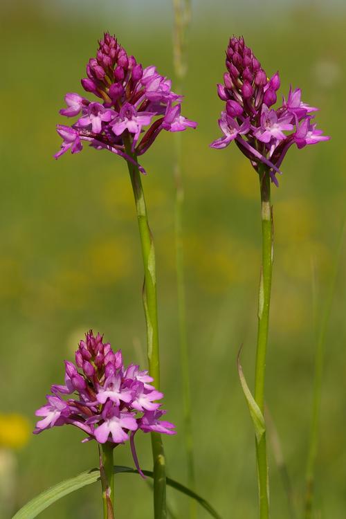 Anacamptis pyramidalis.